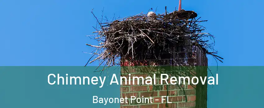 Chimney Animal Removal Bayonet Point - FL