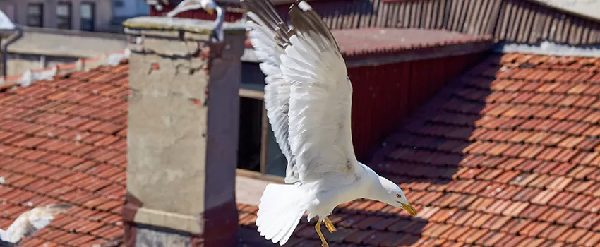 Residential Chimney Animal Removal Solution in Aberdeen, SD